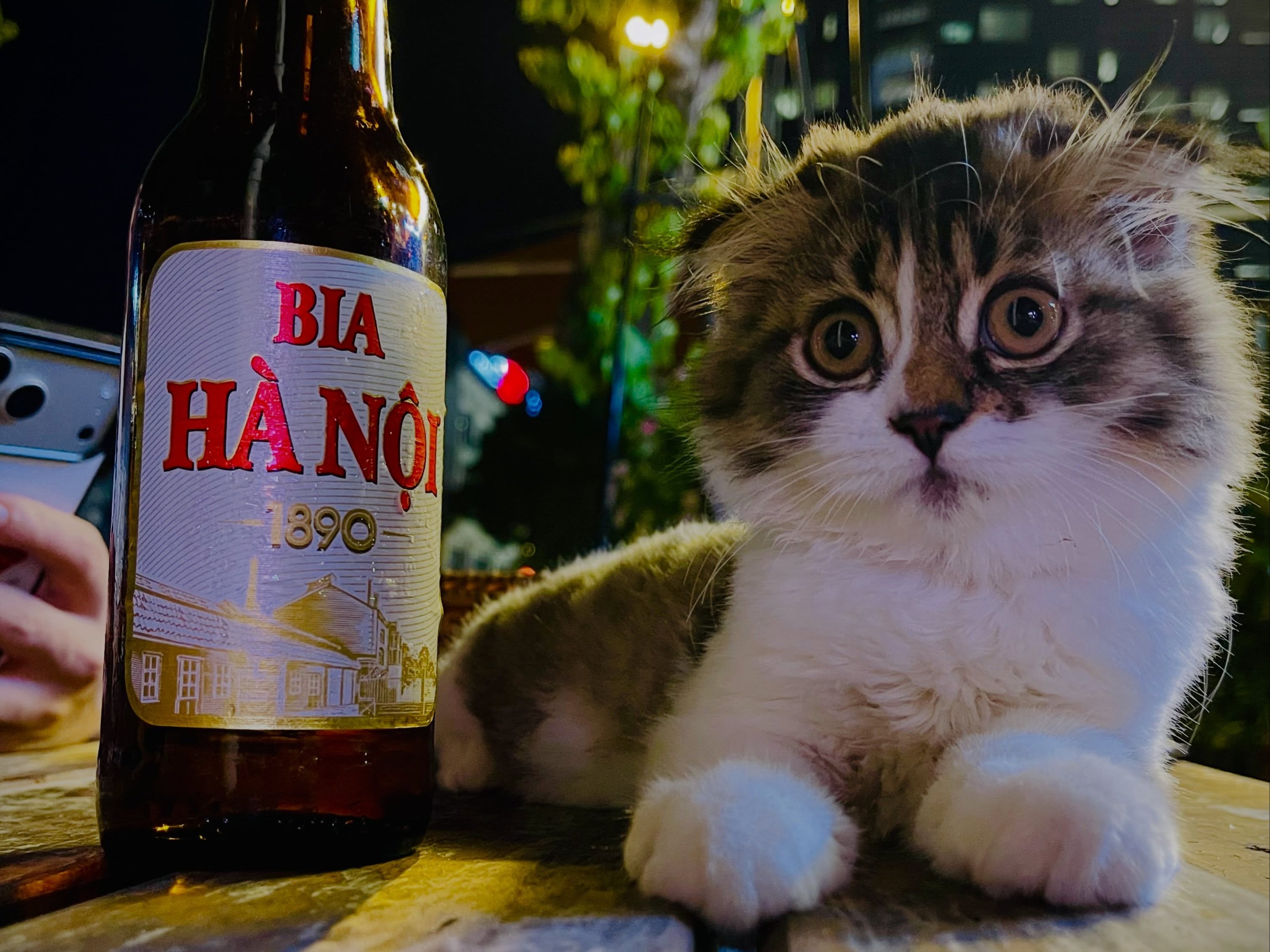 The Cheers cat sitting beside a bottle of Bia Hanoi beer
