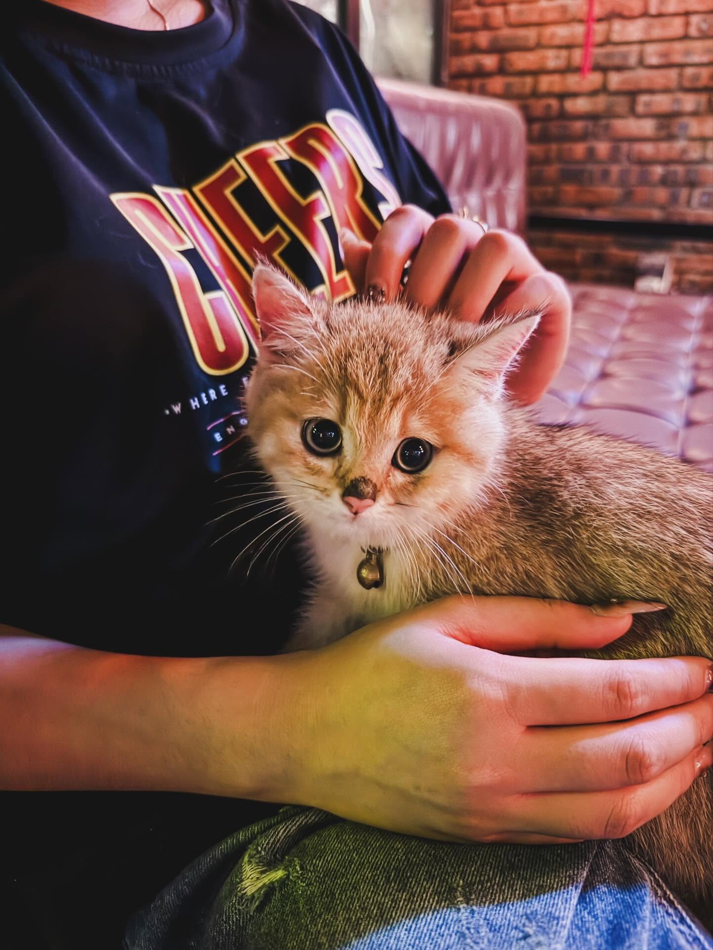 A small resident cat being held by someone wearing a Cheers shirt