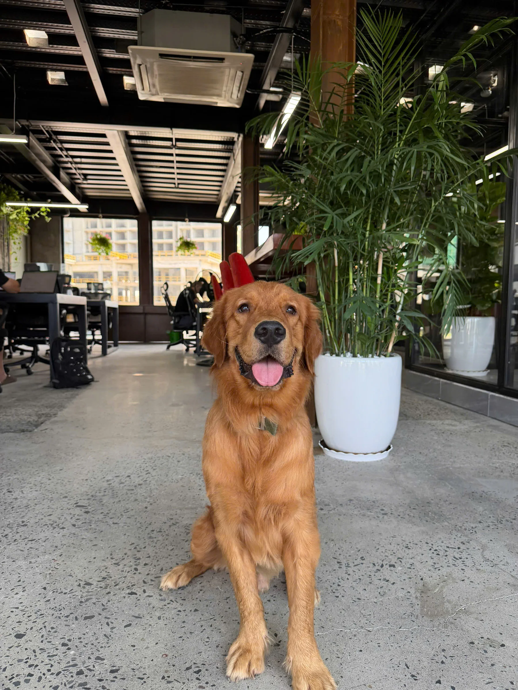 Ken the golden retriever sitting inside Ken Cowork